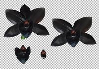 Black Orchid Design