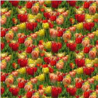 Free Tulip Design Backing Paper to download.