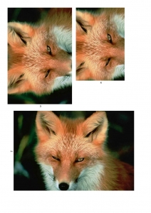 Fox Themed Pyramid Paper