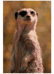 Meerkat.