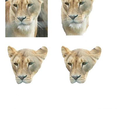 Lion Decoupage