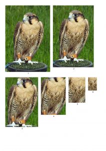 Birds of Prey Pyramid Papers.
