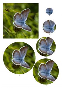 Butterfly Pyramid Papers.