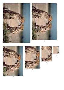 Cheetah Card Making Papers.