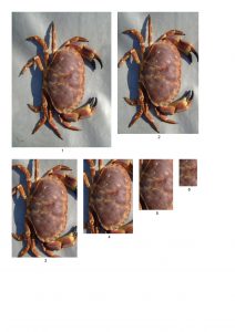 Crab Themed Craft Papers.