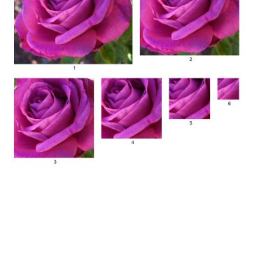 rose14