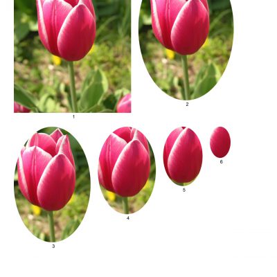 tulip07