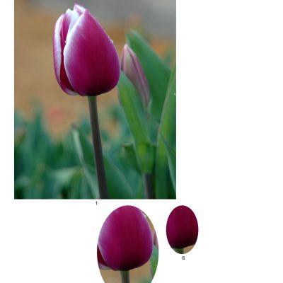 tulip09_lg_oval_a